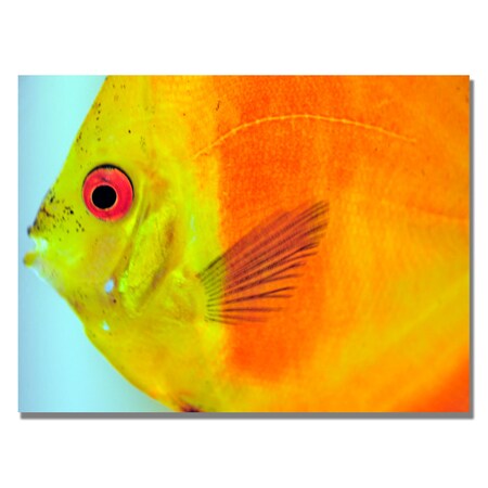 Kurt Shaffer 'Tropical Fish Close-up' Canvas Art,18x24